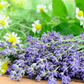 bush of lavender flowers 