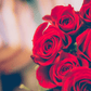 bundle of roses 