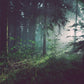 A misty forest scene with sunlight filtering through the trees, creating a peaceful and natural atmosphere.